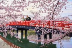 japan-cherryblossom